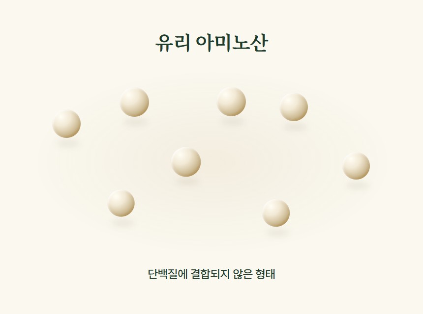 연결된 구성 단위와 분리된 아미노산 형태의 개념 비교