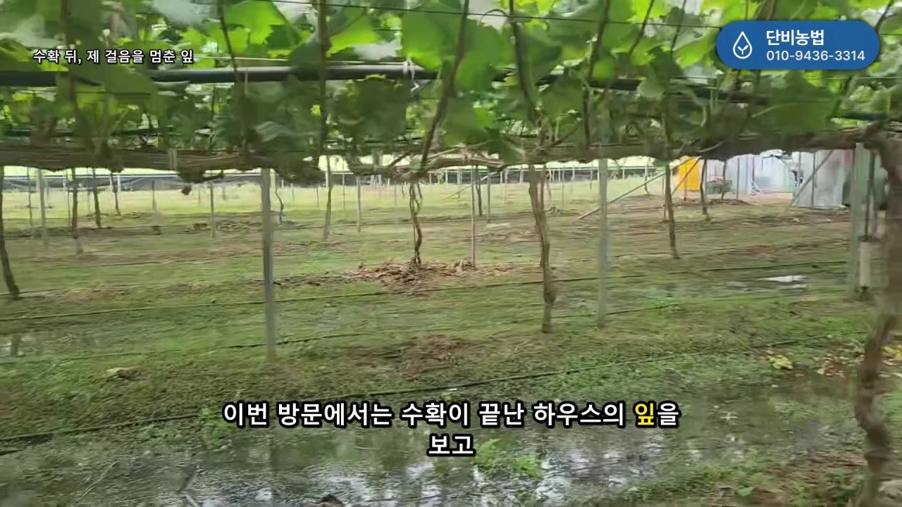 같은 농가의 포도잎과 재배 상태