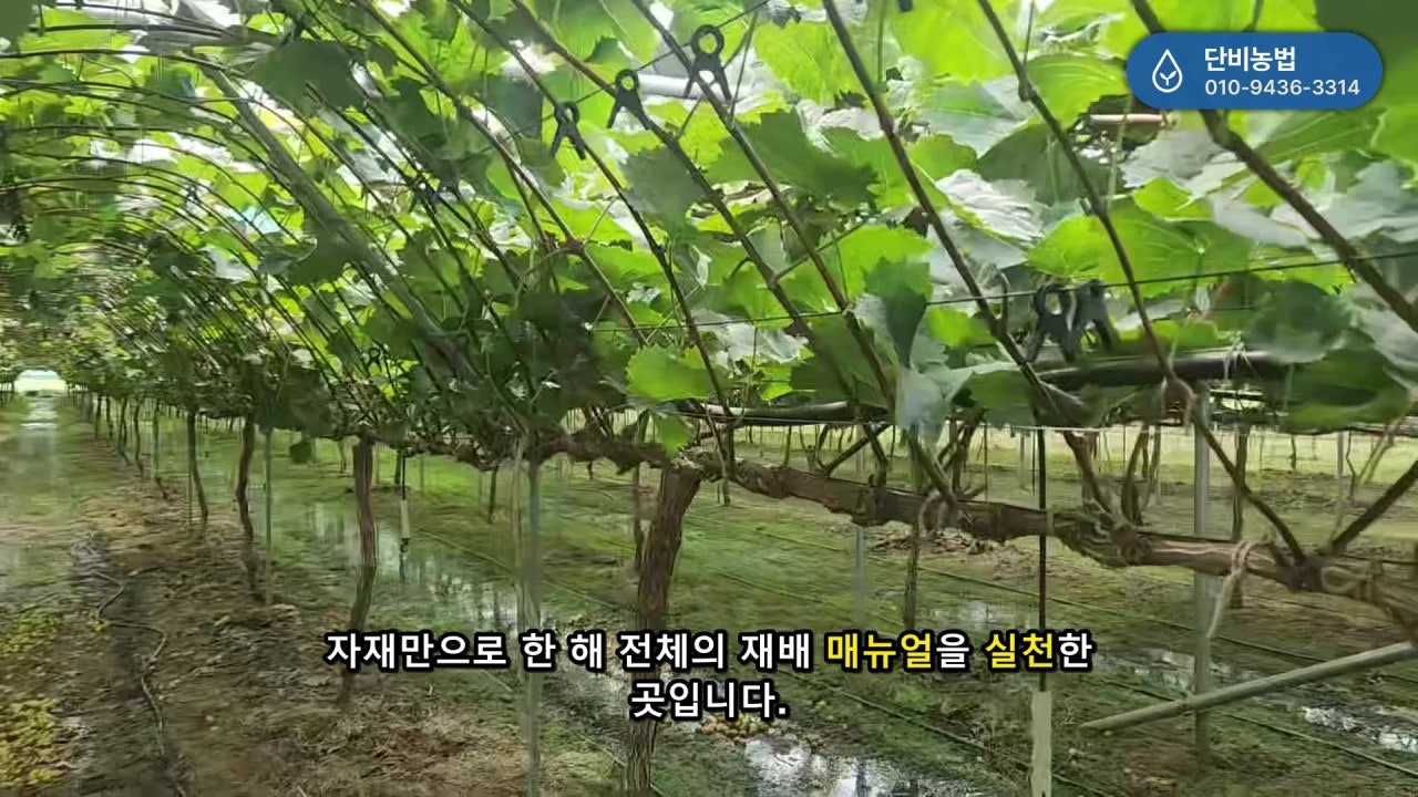 옥천 양윤희 농가의 실제 포도 재배 현장