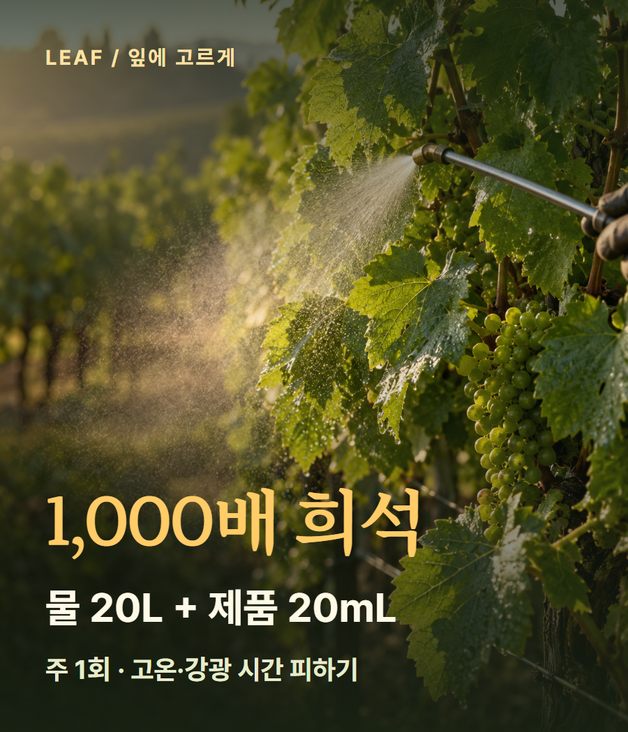 엽면 1,000배: 물 20L에 황리치 20mL, 주 1회