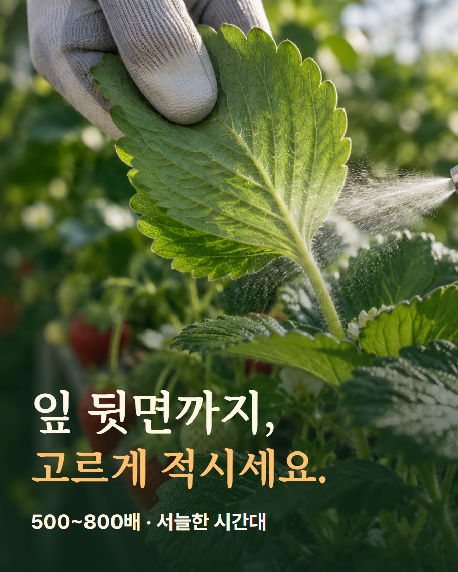 잎 뒷면에 고르게 살포하는 방법