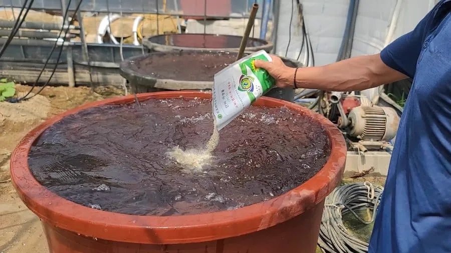 관주 통에 분말을 풀어 넣는 모습